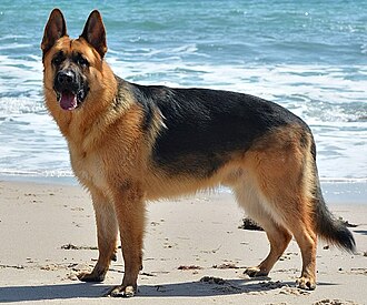 德國牧羊犬(German shepherd)與警犬單位