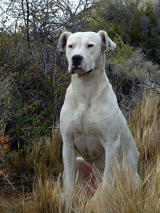 杜哥阿根廷犬(Dogo Argentino)