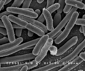 腸道微生物群