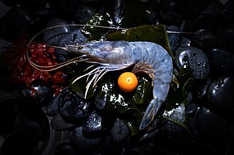 Penaeus (Litopenaeus) vannamei