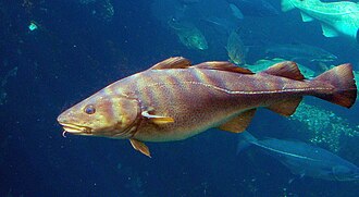 鱈魚