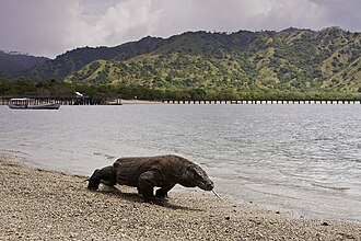 科莫多國家公園